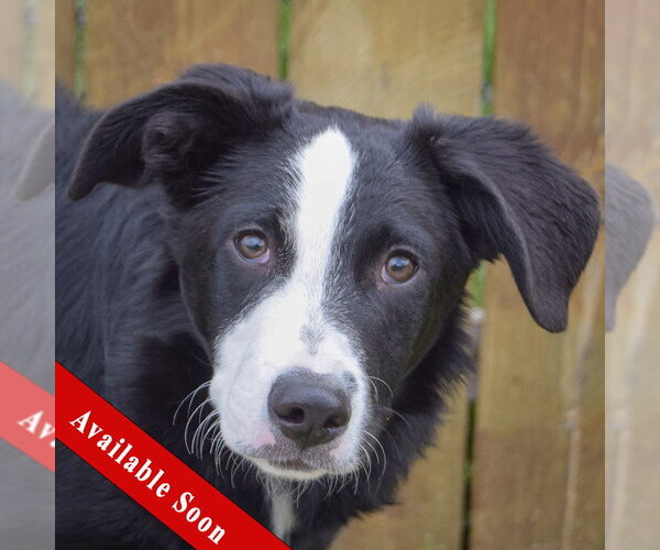 Medium Photo #1 Border-Aussie Puppy For Sale in Huntley, IL, USA