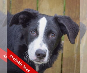 Border-Aussie Dogs for adoption in Huntley, IL, USA