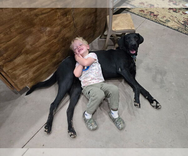 Medium Photo #8 Labrador Retriever Puppy For Sale in BUCKEYE, AZ, USA