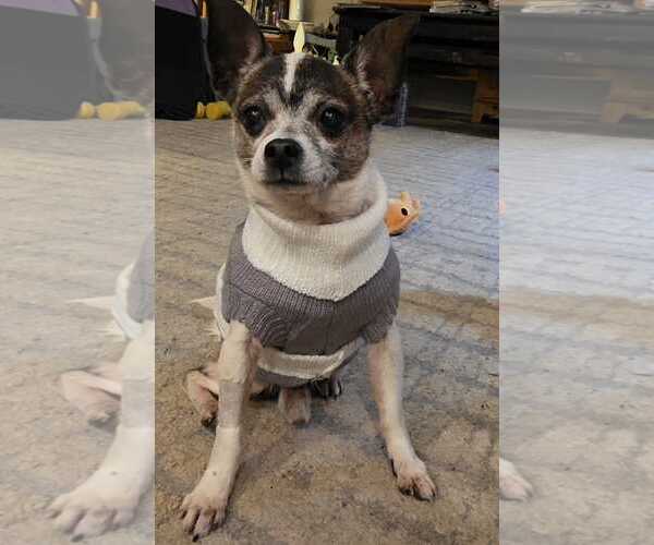 Medium Photo #1 Chihuahua-Unknown Mix Puppy For Sale in Boonton, NJ, USA