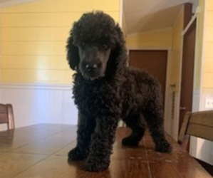 Poodle (Standard) Puppy for sale in HENRYETTA, OK, USA