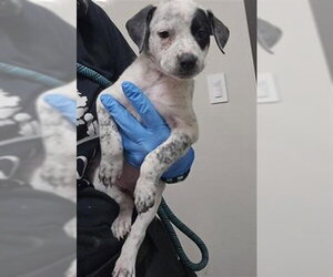 Mutt Dogs for adoption in Plano, TX, USA