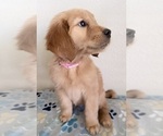 Small #3 Golden Retriever