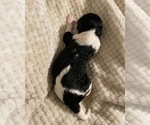 Small Photo #4 Labradoodle Puppy For Sale in SANTA MARIA, CA, USA