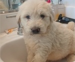 Small #11 Goldendoodle