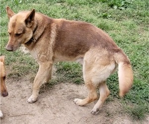 Father of the German Shepherd Dog puppies born on 07/05/2026