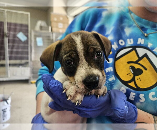 Medium Photo #4 Mutt Puppy For Sale in Candler, NC, USA