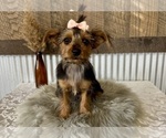Small #6 Yorkshire Terrier
