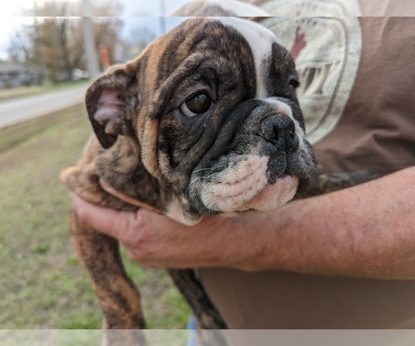 Medium Photo #7 Bulldog Puppy For Sale in GREEN FOREST, AR, USA