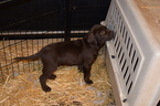 Small Photo #6 Labrador Retriever Puppy For Sale in MERRIAM, KS, USA
