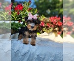 Small #1 Yorkshire Terrier