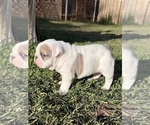 Small Photo #3 Bulldog Puppy For Sale in STEPHENVILLE, TX, USA