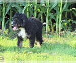 Small Photo #3 Bernedoodle Puppy For Sale in MACON, IL, USA