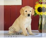 Small #2 Golden Retriever