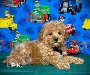 Maltipoo Puppy for sale in WINNSBORO, LA, USA