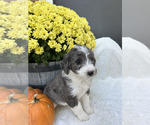 Maisey - Female Bordoodle Puppy for Sale - Photo #3