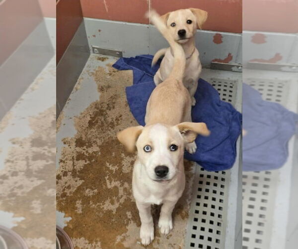 Medium Photo #3 Labsky Puppy For Sale in Lakewood, CO, USA