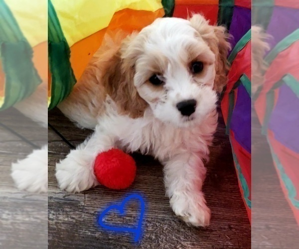 Medium Photo #9 Cavapoo Puppy For Sale in LEBANON, OR, USA