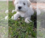 Small Photo #2 Schnauzer (Miniature) Puppy For Sale in HASLET, TX, USA