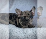 Small Photo #12 French Bulldog Puppy For Sale in PICKERINGTON, OH, USA