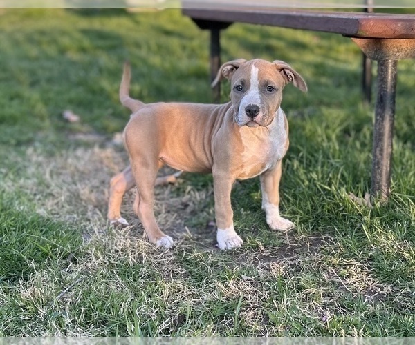 Medium Photo #8 American Bully Puppy For Sale in SALEM, IL, USA