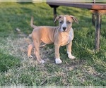 Small Photo #8 American Bully Puppy For Sale in SALEM, IL, USA