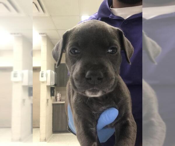 Medium Photo #1 Mutt Puppy For Sale in Conroe, TX, USA