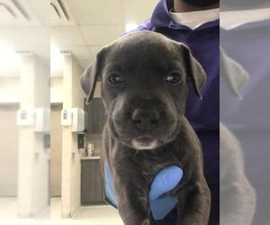 Mutt Dogs for adoption in Conroe, TX, USA