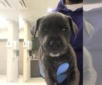 Small Mutt