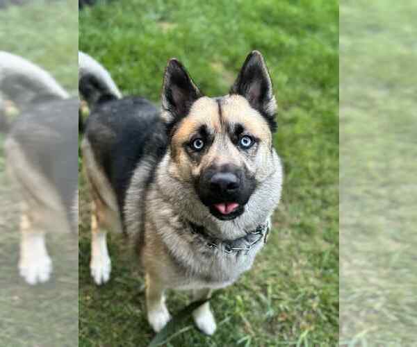 Medium Photo #3 German Shepherd Dog-Huskies  Mix Puppy For Sale in Spring Lake, NJ, USA