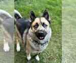 Small #2 German Shepherd Dog-Huskies  Mix