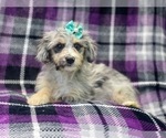 Small Photo #1 Aussiedoodle Miniature  Puppy For Sale in LAKELAND, FL, USA