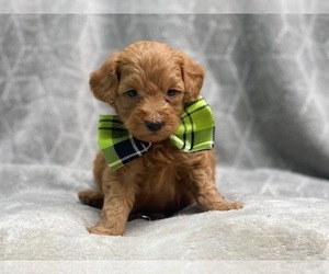 Goldendoodle (Miniature) Puppy for sale in LAKELAND, FL, USA