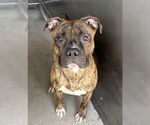 Small #1 Bullboxer Pit