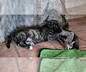 Irish Wolfhound Puppy for sale in MATHIS, TX, USA