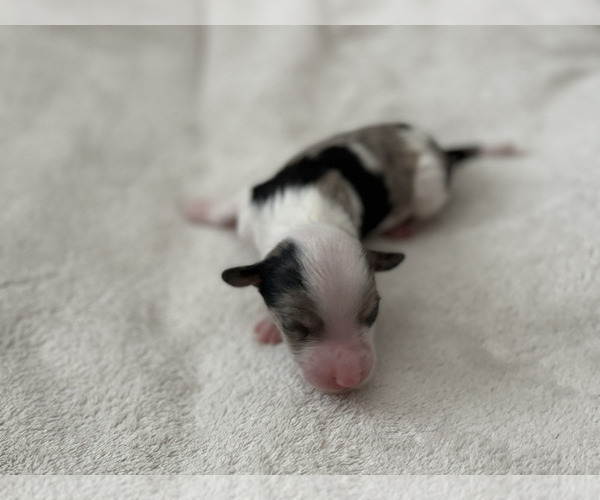 Medium Photo #5 Aussiedoodle Puppy For Sale in VAIL, AZ, USA