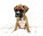 Small Photo #1 Boxer Puppy For Sale in AFTON, WY, USA