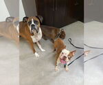 Small #3 Boston Terrier Mix