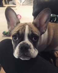 French Bulldog Puppy for sale in OWENDALE, MI, USA