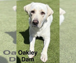 Mother of the Labrador Retriever puppies born on 11/16/2025