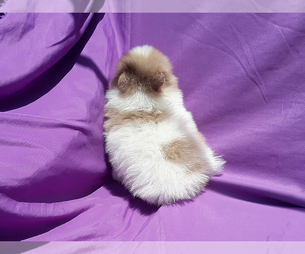Medium Photo #9 Pomeranian Puppy For Sale in WEST PALM BEACH, FL, USA