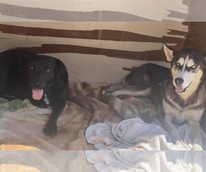 Dixie - Female Huskies -Unknown Mix Dog for Adoption - Photo #8
