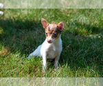 Small Photo #13 Fox Terrier (Toy) Puppy For Sale in SUGARCREEK, OH, USA