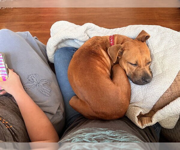 Medium Photo #2 American Pit Bull Terrier-Unknown Mix Puppy For Sale in Berkeley , CA, USA