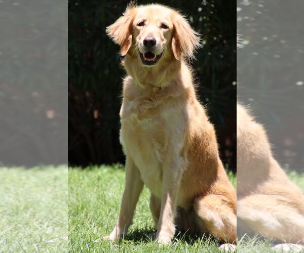 Medium Photo #1 Goldendoodle Puppy For Sale in Glendale , AZ, USA