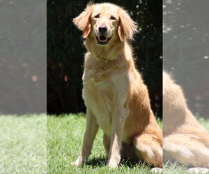 Goldendoodle Dogs for adoption in Glendale , AZ, USA