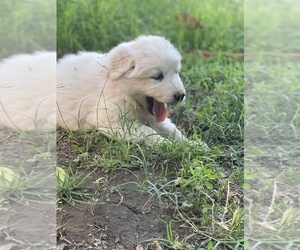 Great Pyrenees Puppy for sale in LINDSAY, CA, USA