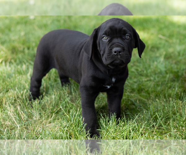 Medium Photo #48 Cane Corso Puppy For Sale in WAKARUSA, IN, USA