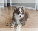Small #2 Pomsky