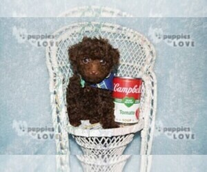 Poodle (Toy) Puppy for sale in SANGER, TX, USA